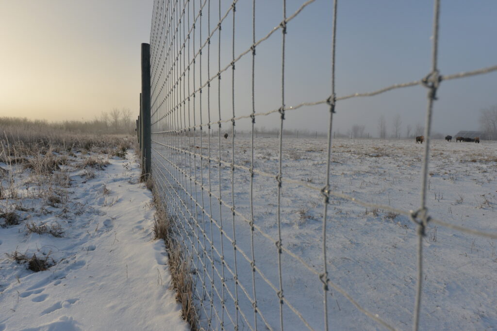 metal wired fence covered by frost; standing on snow covered ground